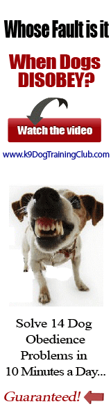 Perferct Pooch Training